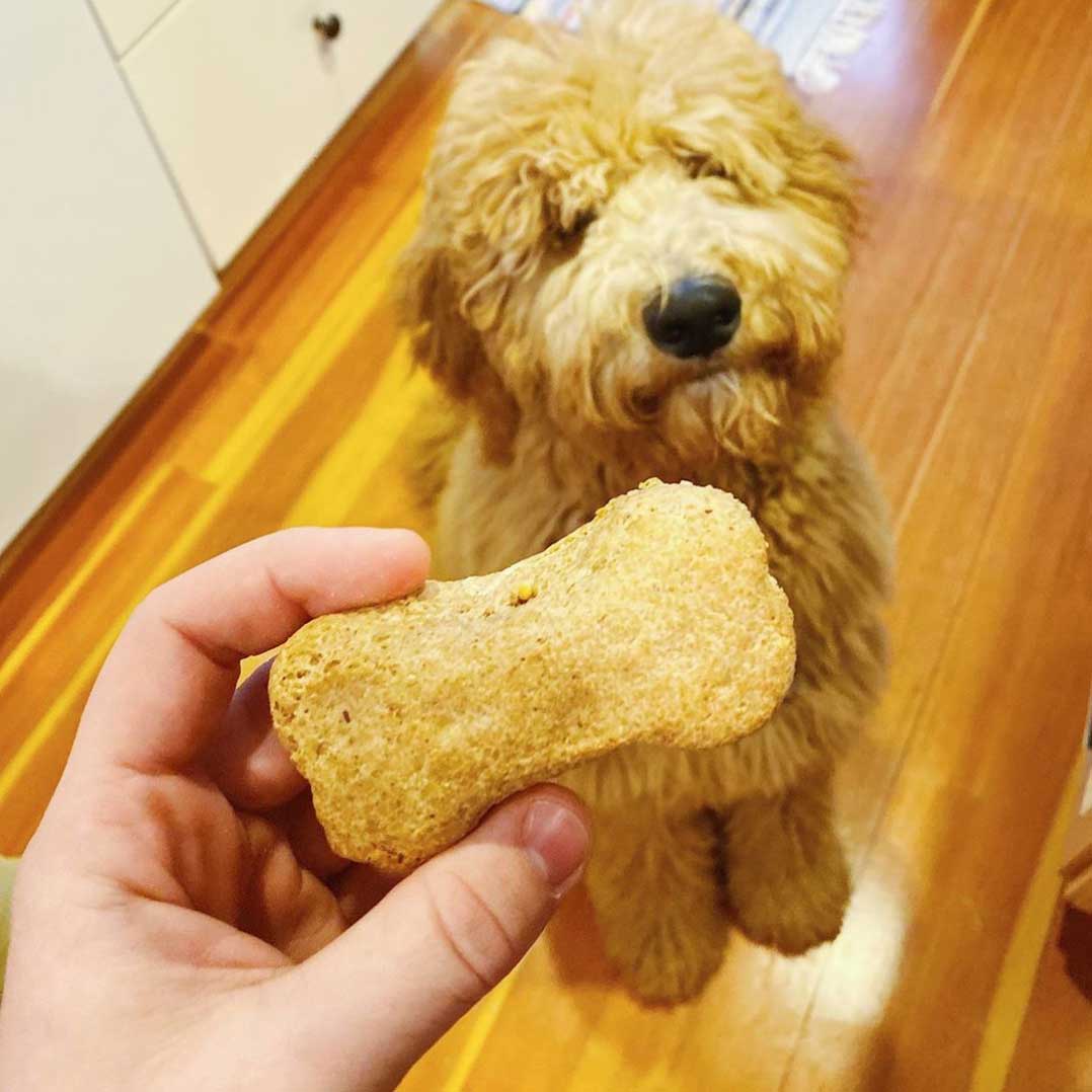 Hand holding up brown dog bone with a large yellow dog looking at the bone in the background